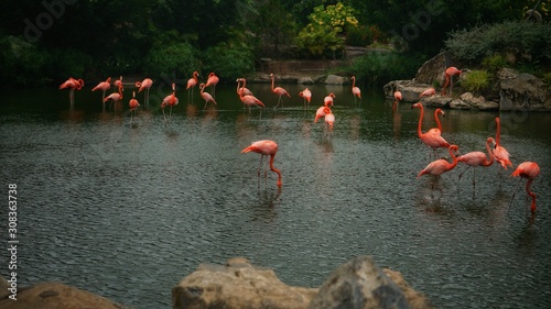 A flamboyance of greater flamingos wading in the water, Nha Trang, Vietnam