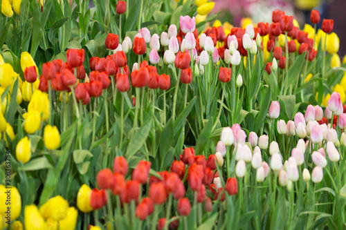 Fototapeta Naklejka Na Ścianę i Meble -  Flower background view The colorful colors of tulips (pink, red, white, orange, yellow, green, purple) planted in gardens for the beauty of the spectators, are species that grow in cold weather.