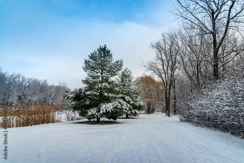 Trees covered with the snow in the park Trees covered with the snow in the park