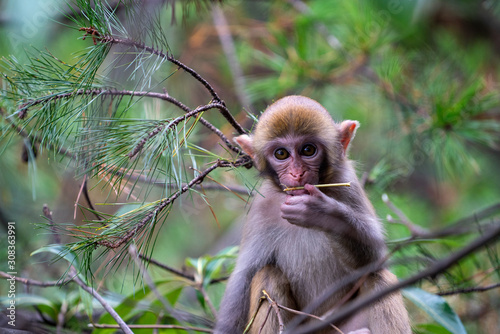 Wallpaper Mural Chinese Great Wall Torontodigital.ca