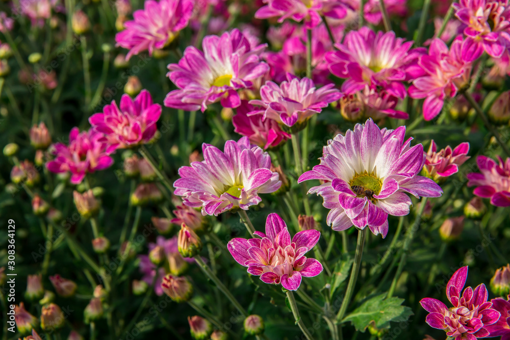 Bouquet, Flower, Plant, Thailand, Agricultural Field Bouquet, Flower, Plant, Thailand, Agricultural Field