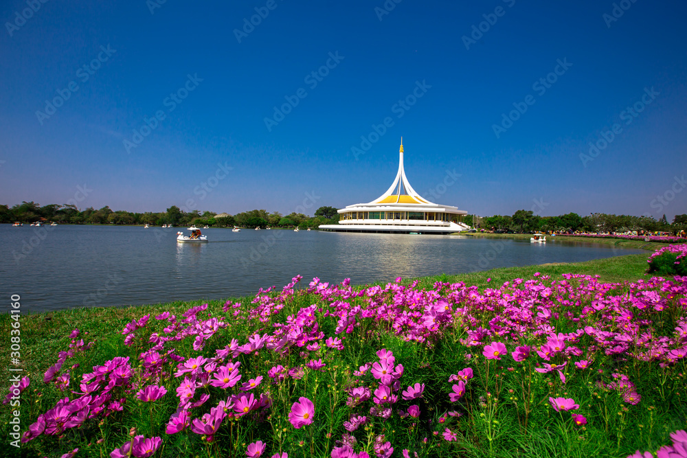 Nature Background Gold Flower Field Colorful tulips, which are used to decorate the garden during the cold weather, with the blurring of sunshine, natural beauty Nature Background Gold Flower Field Colorful tulips, which are used to decorate the garden during the cold weather, with the blurring of sunshine, natural beauty