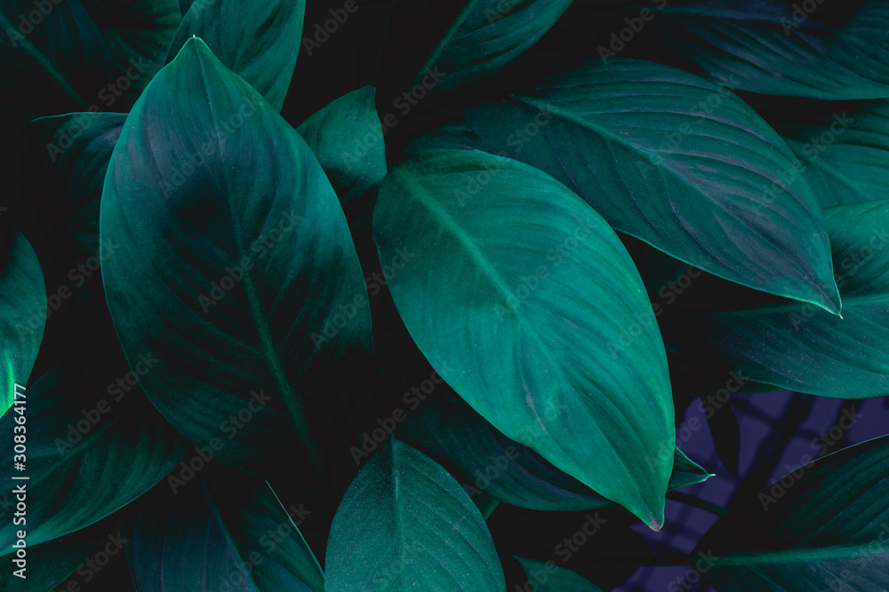 abstract green leaves texture, nature background, dark tone wallpaper