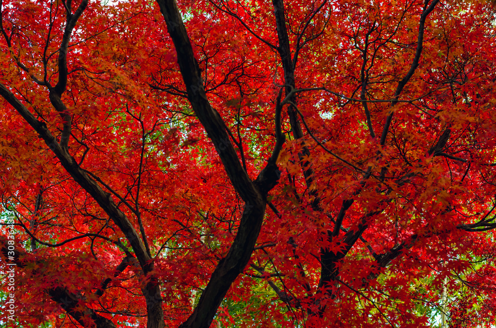 Focus and blurred colorful maple leaves tree background in Autumn of Japan. Focus and blurred colorful maple leaves tree background in Autumn of Japan.