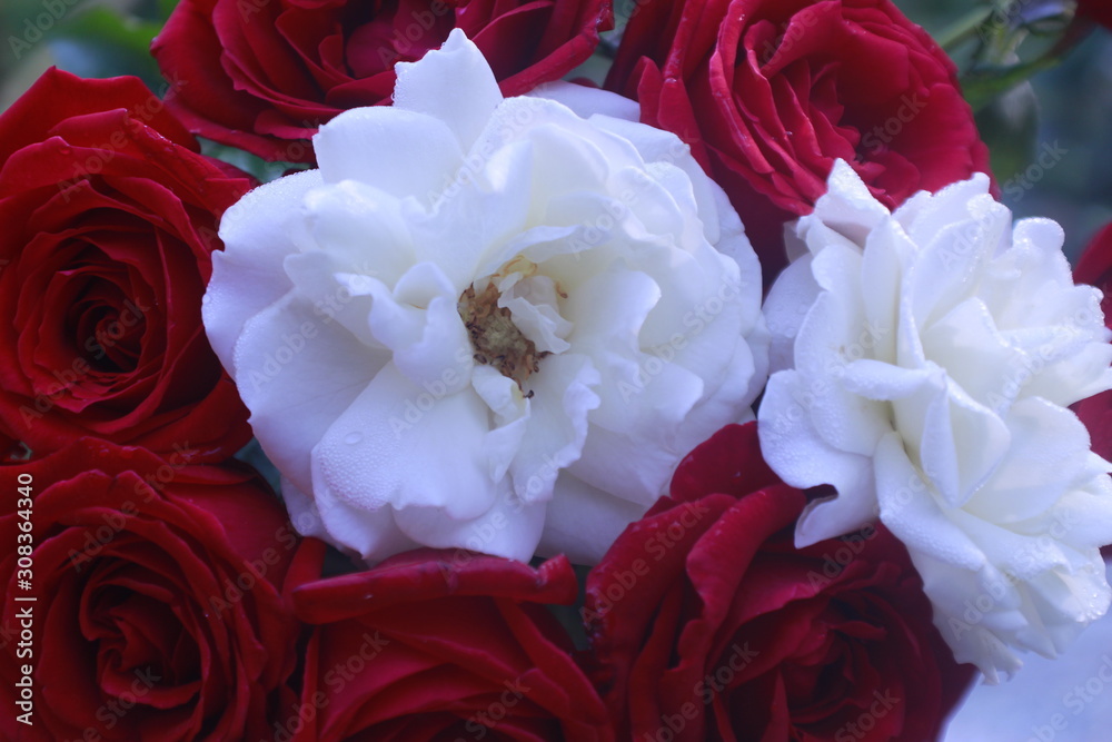 Naklejka premium Beautiful of Red and white roses.