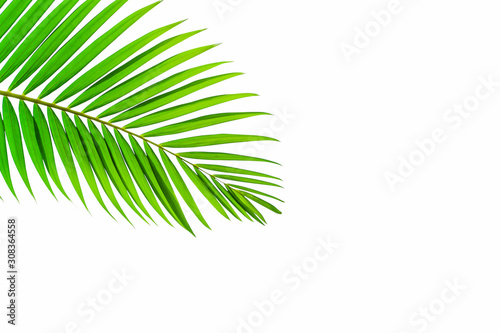 Beautiful coconut leaf isolated on white background, tropical summer background