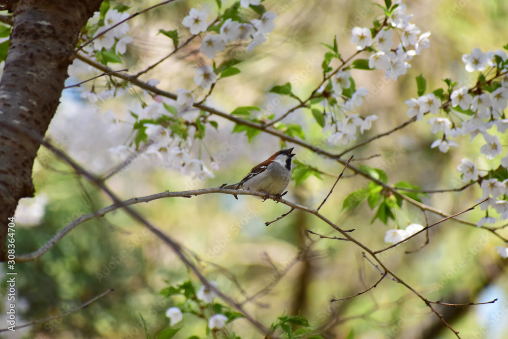 桜の木でさえずるニュウナイスズメ 桜の木でさえずるニュウナイスズメ