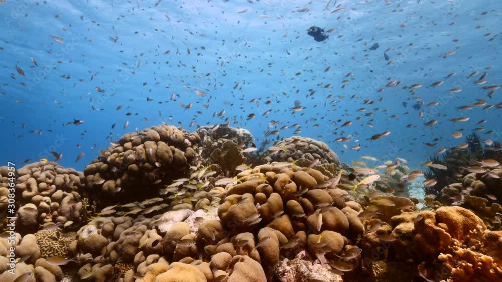 Seascape of coral reef in Caribbean Sea / Curacao with fish, coral and sponge
