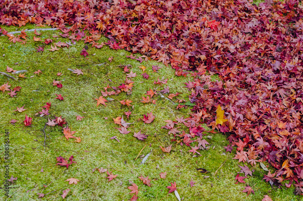 Colorful maple leaves drop on green moss garden background in Autumn of Japan.