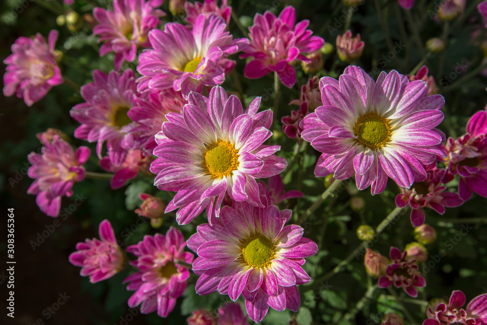 Bouquet, Flower, Plant, Thailand, Agricultural Field Bouquet, Flower, Plant, Thailand, Agricultural Field