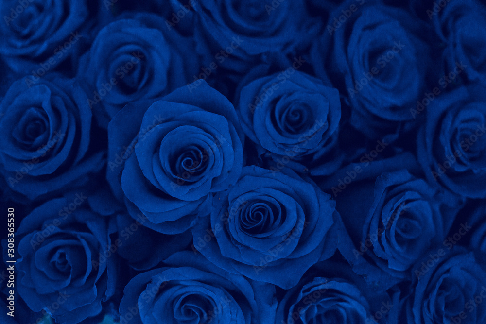 Fototapeta dark floral background - blue roses closeup, classic blue color of the year 2020