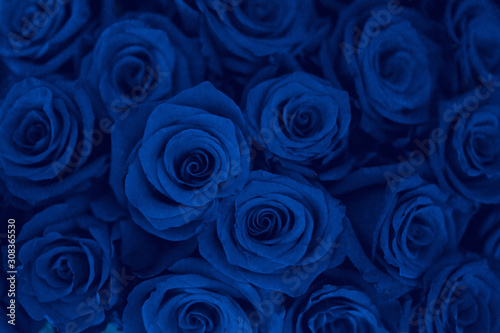dark floral background - blue roses closeup  classic blue color of the year 2020
