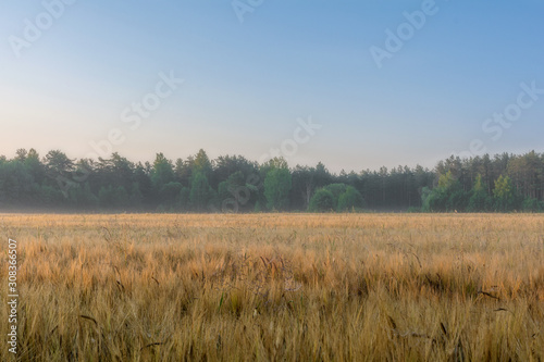 Dawn in the field. Pskov region. Russia