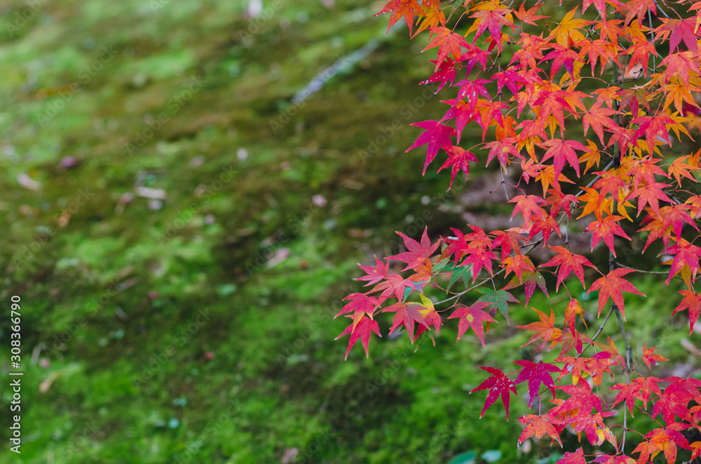Colorful maple leaves with green moss garden background in Autumn of Japan. Colorful maple leaves with green moss garden background in Autumn of Japan.