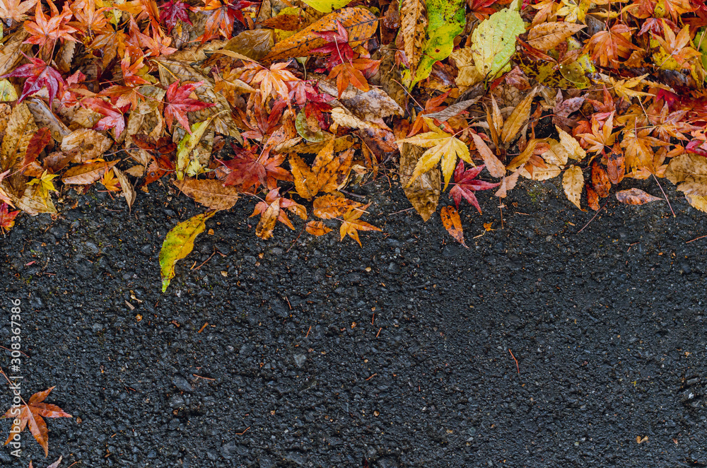 Colorful dry leaves drop on the wet ground in Autumn of Japan.