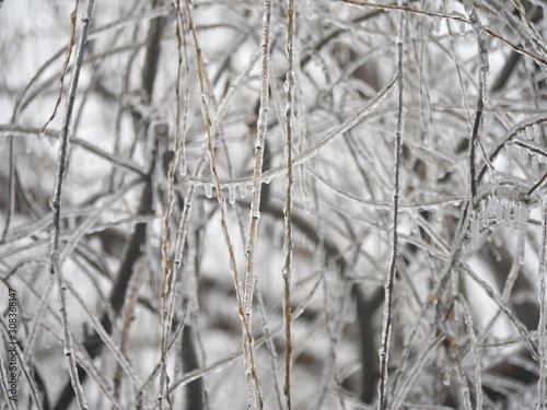 Background of willow tree twigs covered in ice