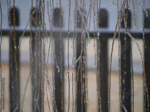 Curtain of willow leaves covered with ice with the faint view of a wooden fence in the background