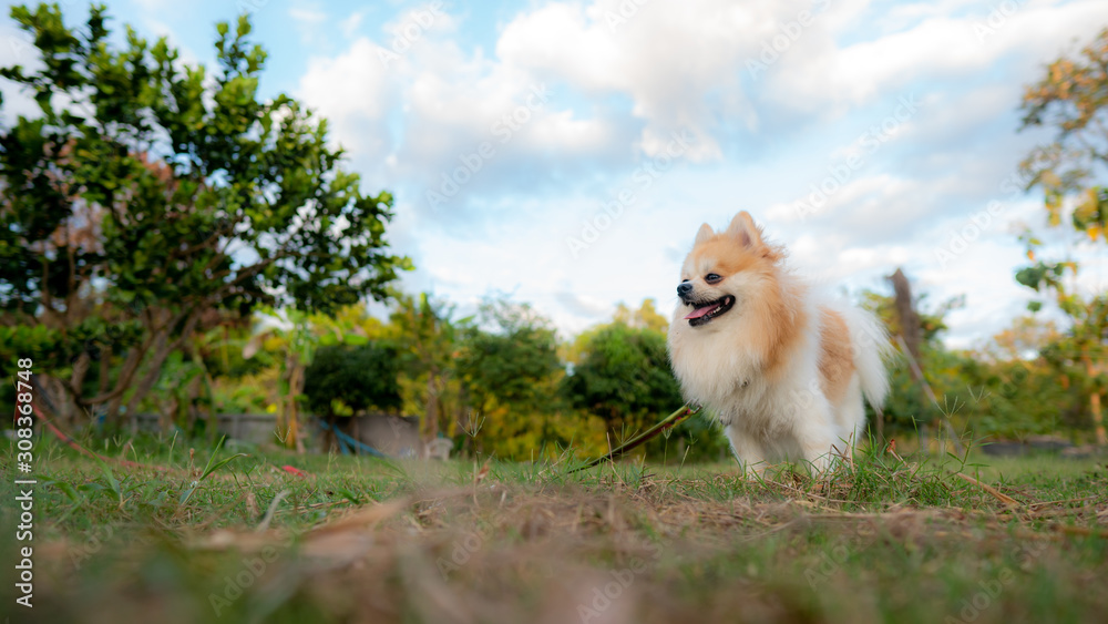 cute pomeranian dog relax on green grass, motion is happy time, select focus.
