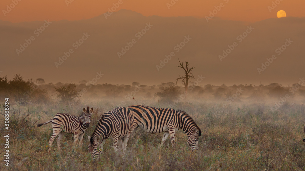Fototapeta premium zebra in africa