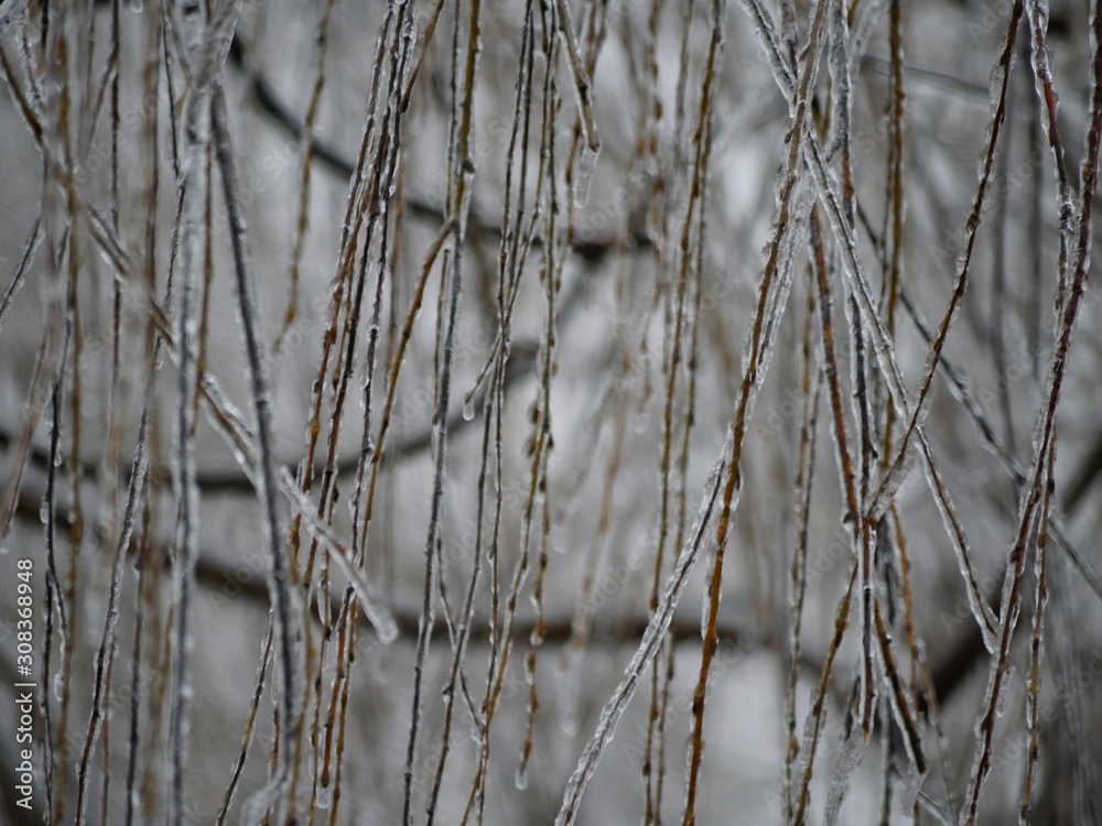 Backdrop curtain of willow twigs covered with ice Backdrop curtain of willow twigs covered with ice