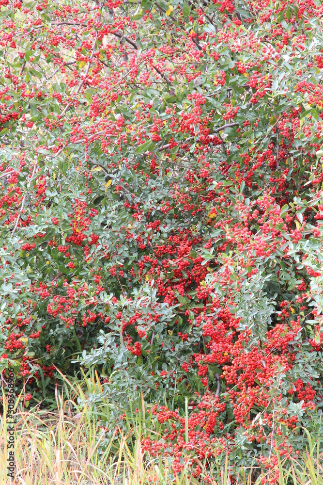 Shrub with lots of small red fruits