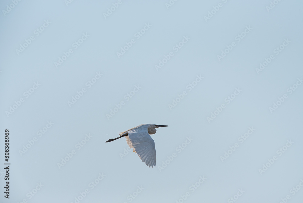 A little egret, medium-sized white bird, flies in the blue sky on a sunny day