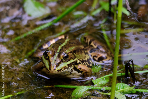 A green frog in a pond with some foliage