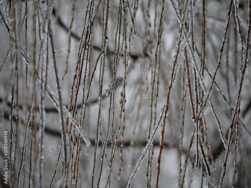 Backdrop curtain of willow twigs covered with ice