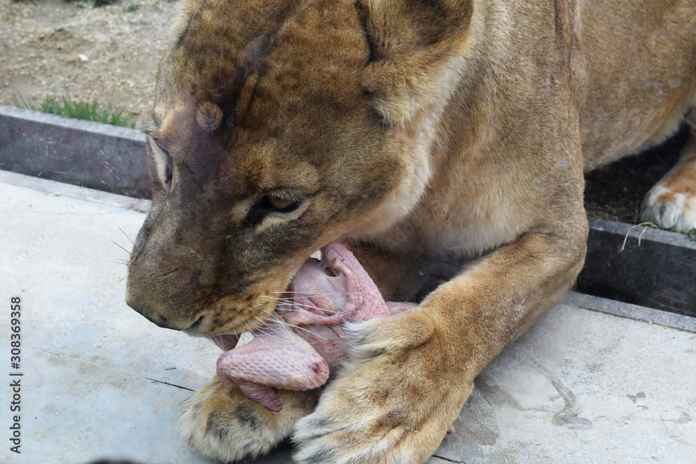 Naklejka premium 食事中のライオン