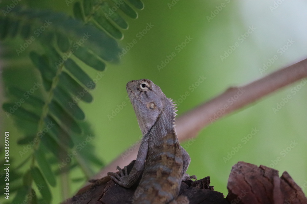 Portrait of a Chamaleon (Chamaeleo chamaeleon). Natural enviroment. Fantastic datails, skin, head, tail, legs, eyes. Portrait of a Chamaleon (Chamaeleo chamaeleon). Natural enviroment. Fantastic datails, skin, head, tail, legs, eyes.