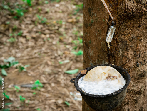 Rubber tree plantation. Rubber tapping in rubber tree garden in Thailand. Natural latex extracted from para rubber plant. Latex collect in plastic cup. Latex raw material. Hevea brasiliensis forest.