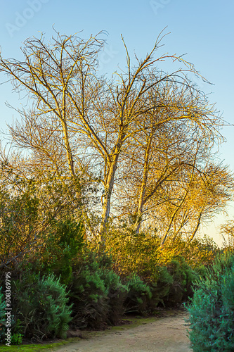 dirt path through shrubery and bare diciduous treeline photo