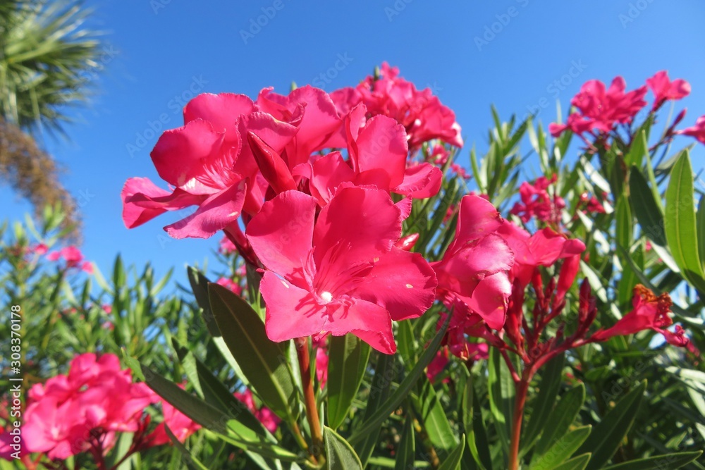 Pink oleander flowers on blue sky background in Florida nature, closeup