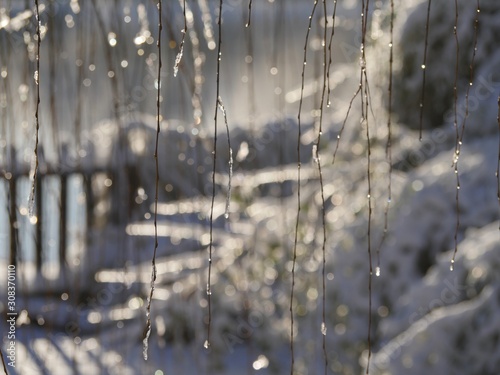 Few twigs of a willow tree covered with ice, with a background of bokeh