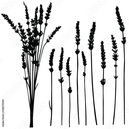Vector silhouettes of lavender flowers and stems.