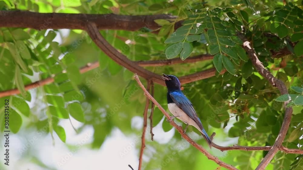 Japanese flycatcher, Cyanoptila cyanomelana, winters in Southeast Asia and returns to Japan, Korea, China, and Russia to breed. Japanese flycatcher, Cyanoptila cyanomelana, winters in Southeast Asia and returns to Japan, Korea, China, and Russia to breed.