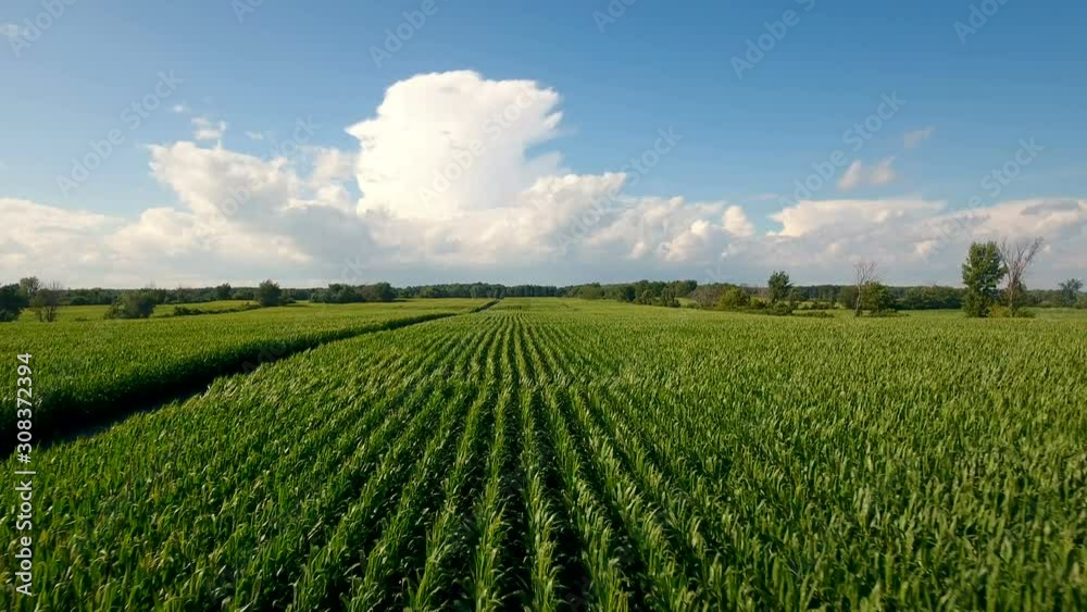 Aerial view of summer crops in Canadian farm land & car on the road Aerial view of summer crops in Canadian farm land & car on the road
