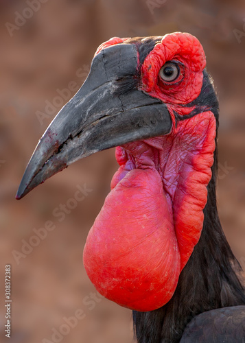 Ground Hornbill photo