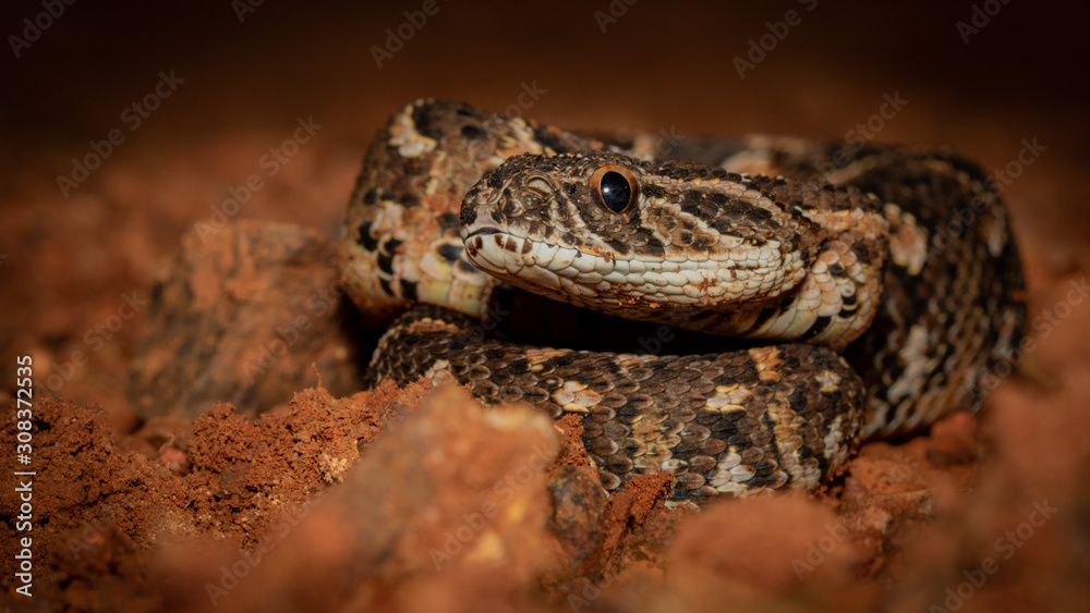 Puff adder Puff adder
