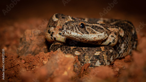 Puff adder © Heinnie