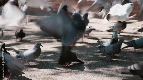 Large group of pigeons walking and bobbing their heads and pecking in town. photo