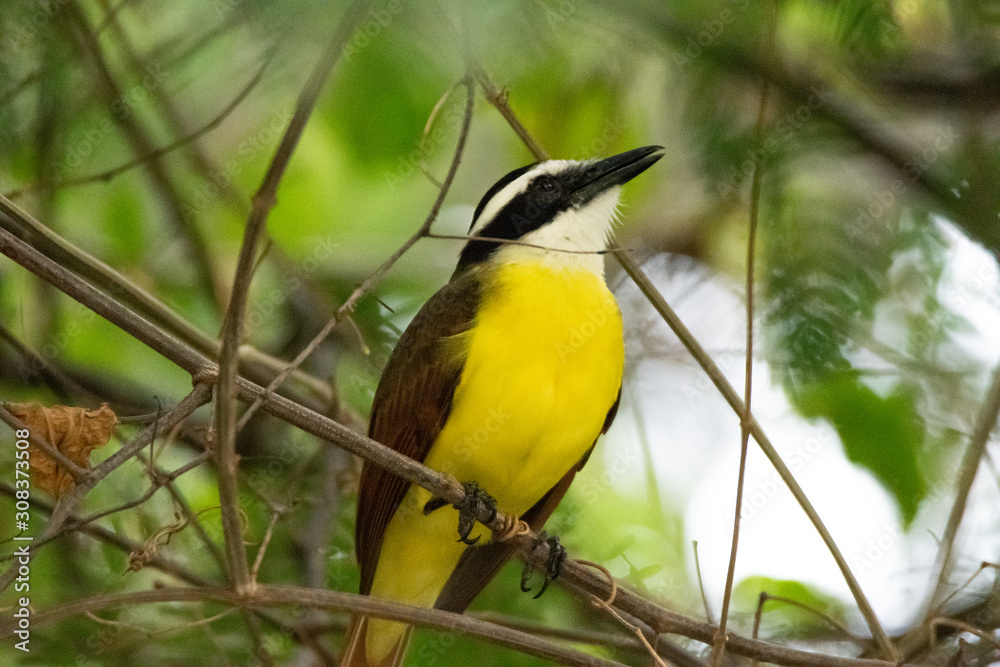 Obraz premium Great Kiskadee