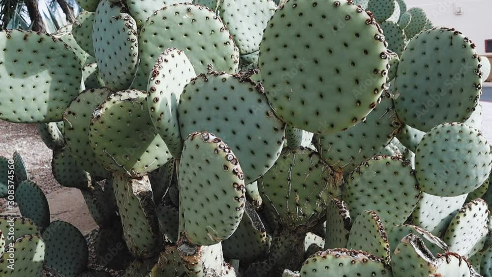 Prickly Pear Cactus in the Sonoran Desert Prickly Pear Cactus in the Sonoran Desert