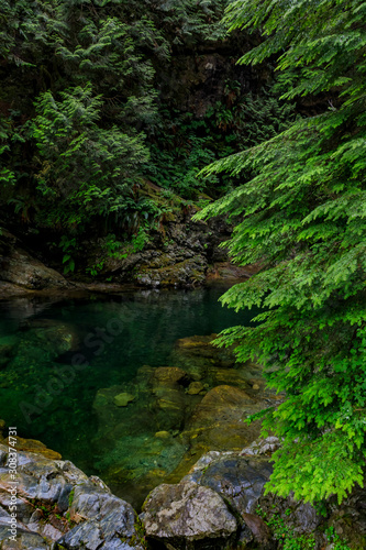 Pine trees reflecting in the crystal clear water of a lake on a cloudy day in Lynn Canyon Park forest  Vancouver  Canada