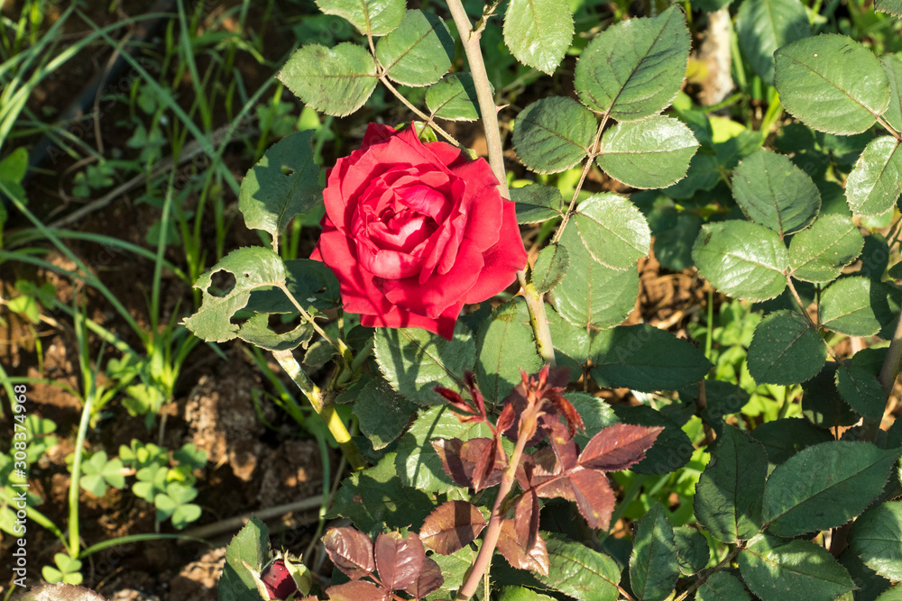 pink rose flower