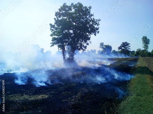 The smoke from burning straw and hay in the rice fields On the background of rice fields with trees and blue sky With copy space © kanin