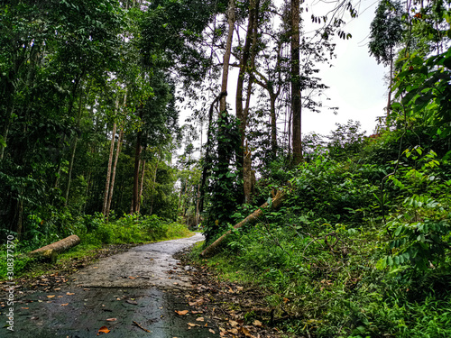 empty narrow road in the middle of tropical forest at Malaysia