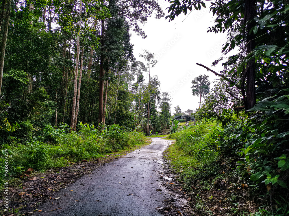 Fototapeta premium empty narrow road in the middle of tropical forest at Malaysia