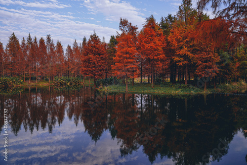 The red metasequoia in the country park in autumn have a beautiful reflection