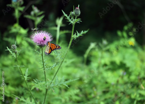 Macro Monarch butterfly and bumblebees on pink thistle with green background